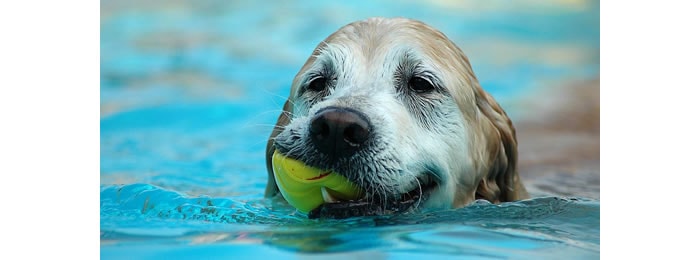 As piscinas para cães ideais Piscinas para Cães
